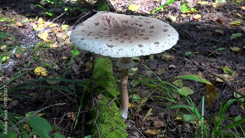 Edible Parasol mushroom (Macrolepiota procera) in a forest. photo