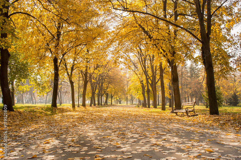 Naklejka premium Park covered in yellow fallen leaves