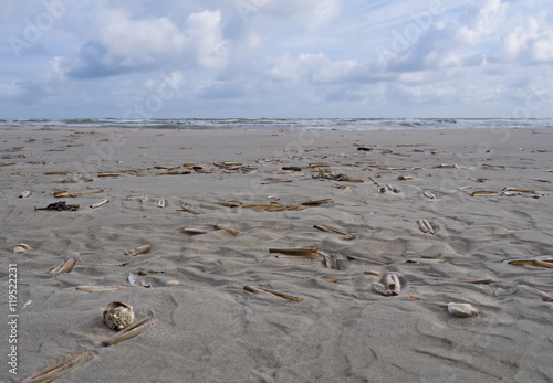 Jacknife or razor clams on beach