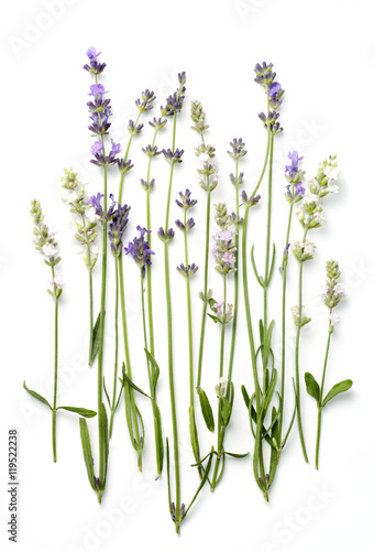 Fototapeta Naklejka Na Ścianę i Meble -  lavender flowers on a white