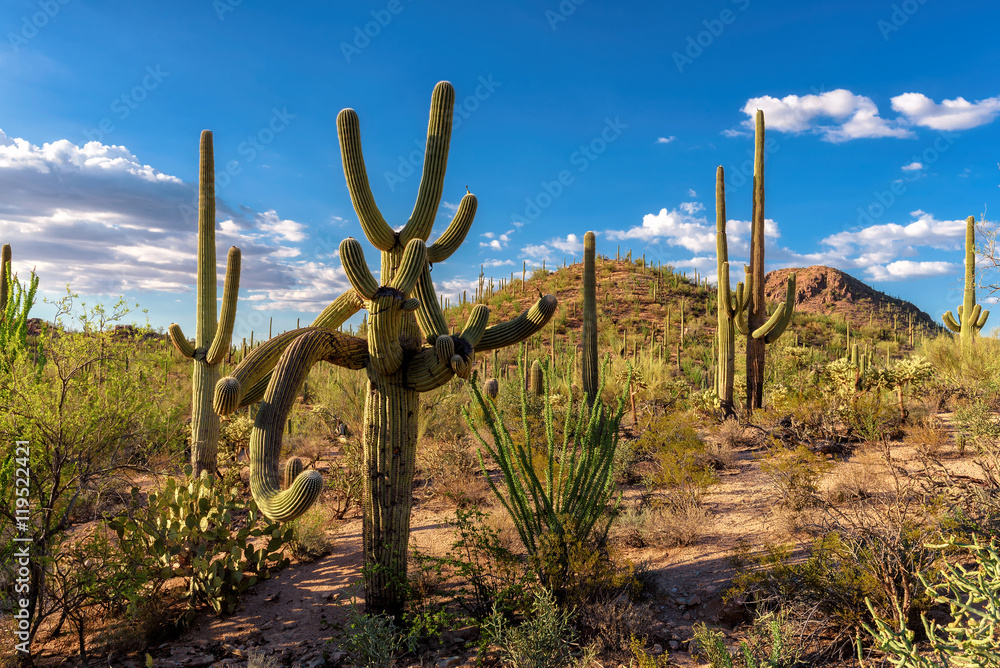 A majestic Saguaro cactus towers above the colorful Sonoran desert landscape 