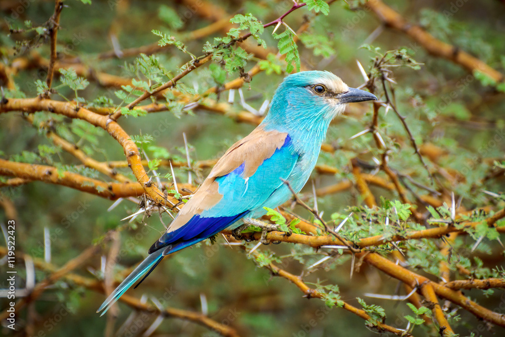 European roller (Coracias garrulus) sitting on the branch of acacia in african national park European roller (Coracias garrulus) sitting on the branch of acacia in african national park