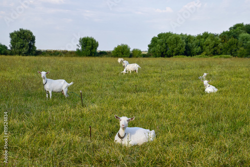 Goats grazing in the meadow