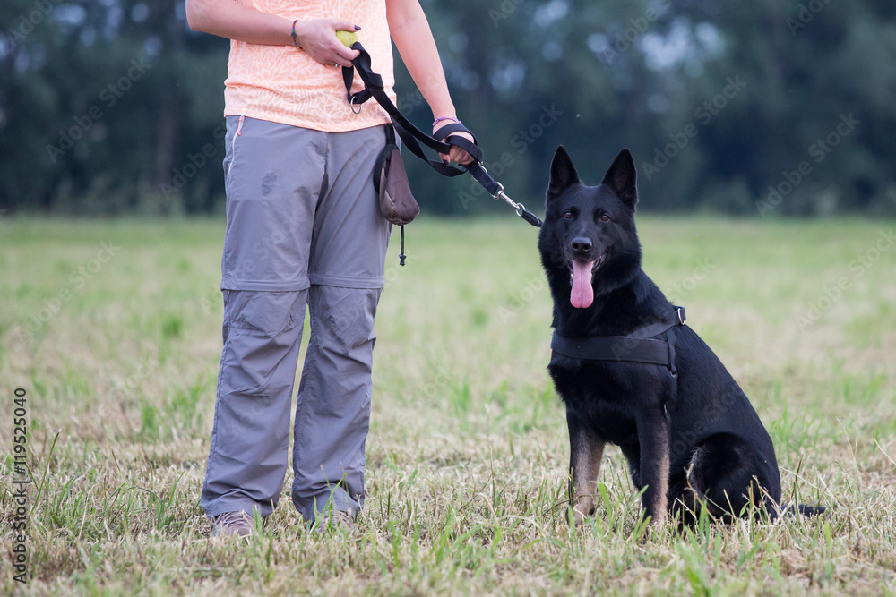 Black German Shepherd training Sit command Stock Photo Adobe Stock