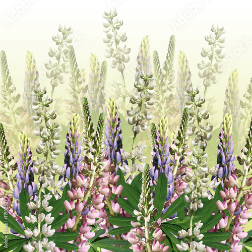 Beautiful floral background of white, pink and blue lupine 