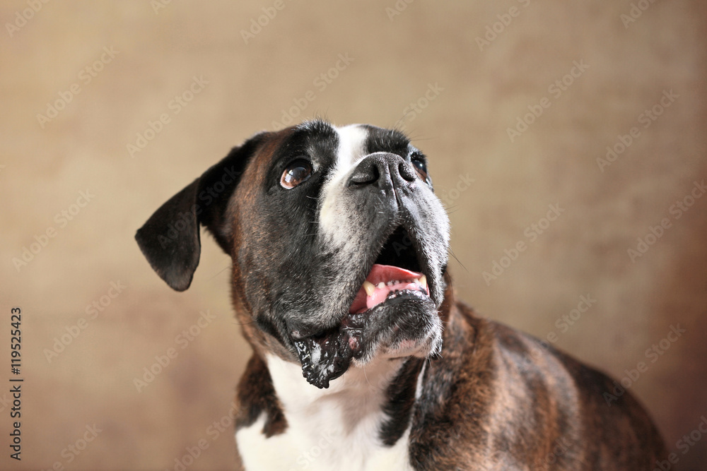 Deutscher Boxer im Studio Deutscher Boxer im Studio