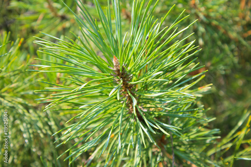 Needles of pine tree