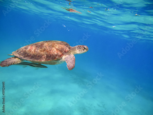 Green sea turtle