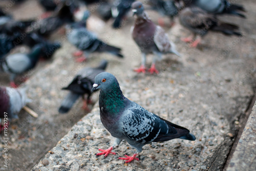 Pigeons waiting food at public park street,Thailand Pigeons waiting food at public park street,Thailand