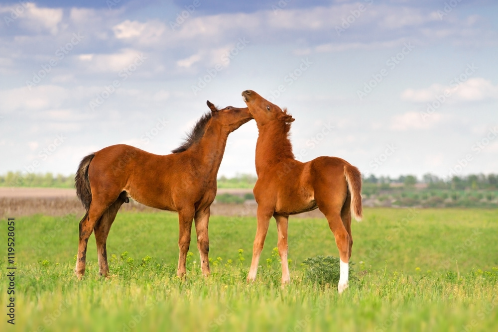 Obraz premium Two foals play on pasture