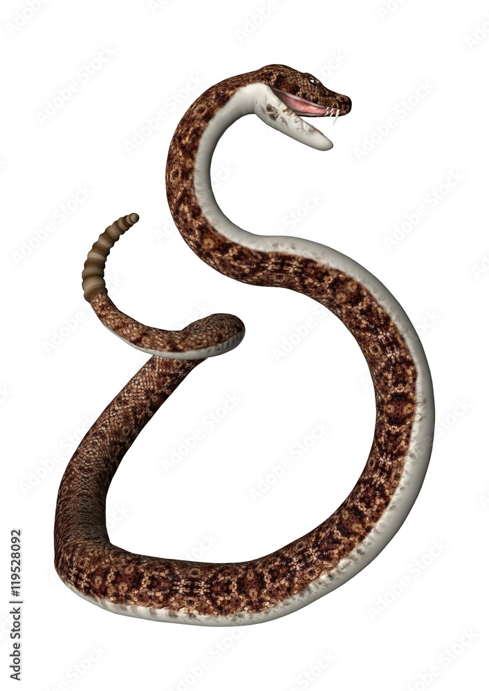 3D Rendering Rattlesnake on White 3D Rendering Rattlesnake on White