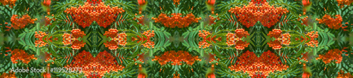 panorama  banner  rowan-tree lush bunches