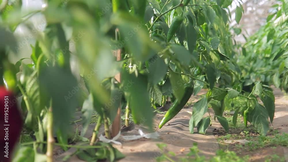 Sweet peppers on a branch in the greenhouse Sweet peppers on a branch in the greenhouse