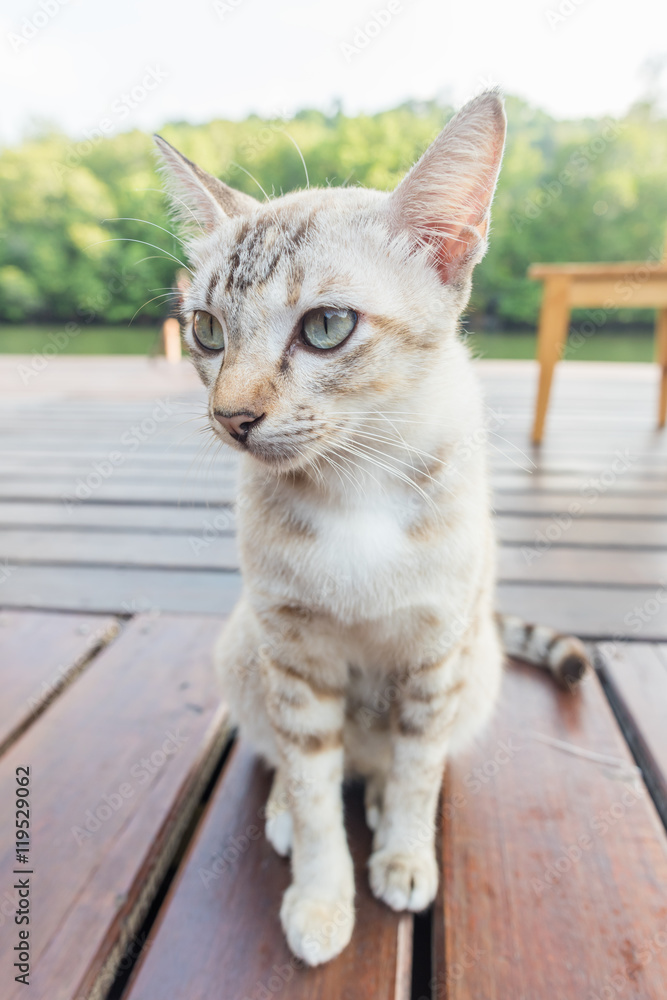 Obraz premium cat on wooden floor