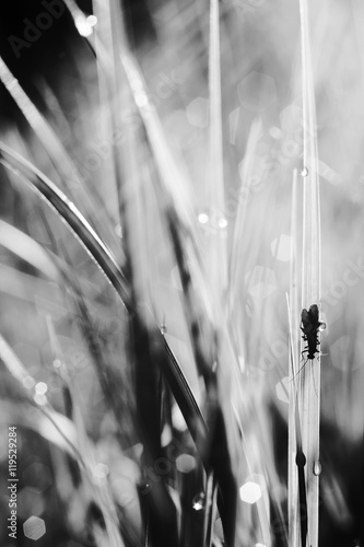 Fly on grass. Morning dew. Natural background. Black and white photo