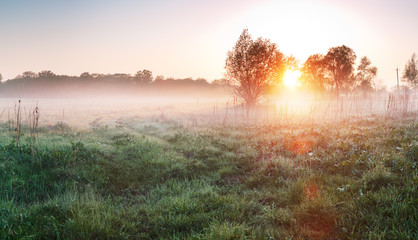 Keuken achterwand Mistige ochtendstond Mistige lenteweide in de ochtend  © arvitalya