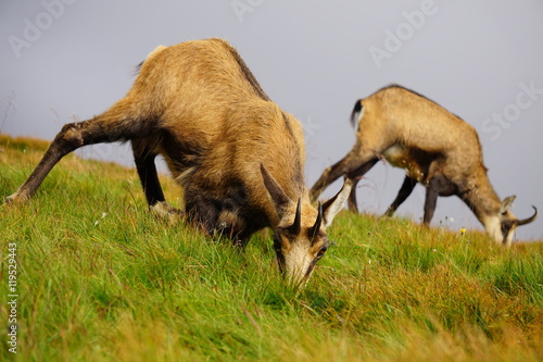 Tatra Chamois ( Rupicapra rupicapra tatrica )