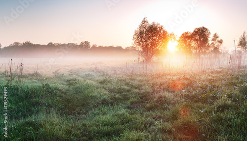 Country meadow at foggy morning. Green grass in fog. Spring landscape