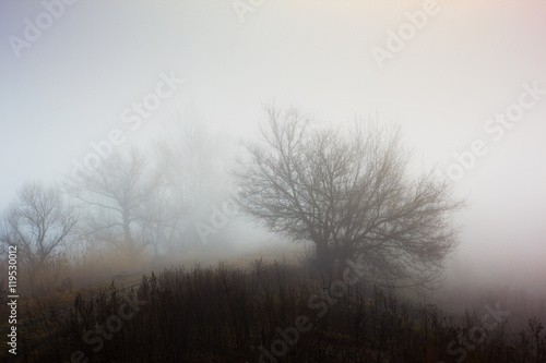Tree in fog. Landscape with silhouette of tree on hillside in heavy fog in morning. Sad spring mood