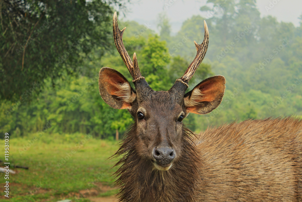 Head of wild dear looking straight in National Park in Thailand