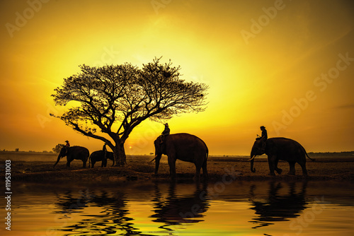 Silhouette of an elephants at safari.