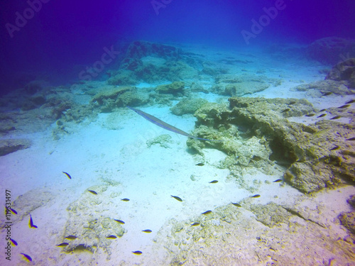 A bluespotted cornetfish (Fistularia commersonii) in the Mediterranean sea.Smooth flutemouth is distinct for vertically flattened long body,whiplike tail,silver, blue stripes on back and tubular snout photo