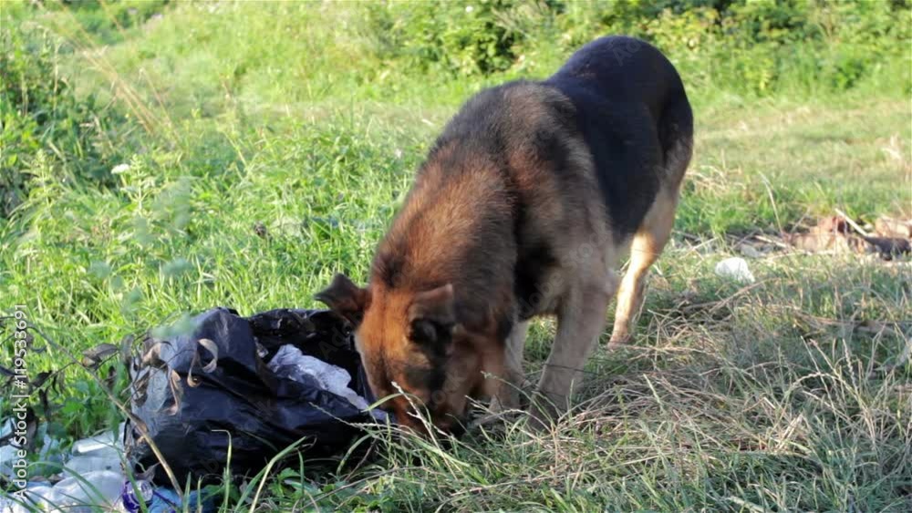 sniffing dog waste/Dog sniffs a black bag in nature between waste sniffing dog waste/Dog sniffs a black bag in nature between waste