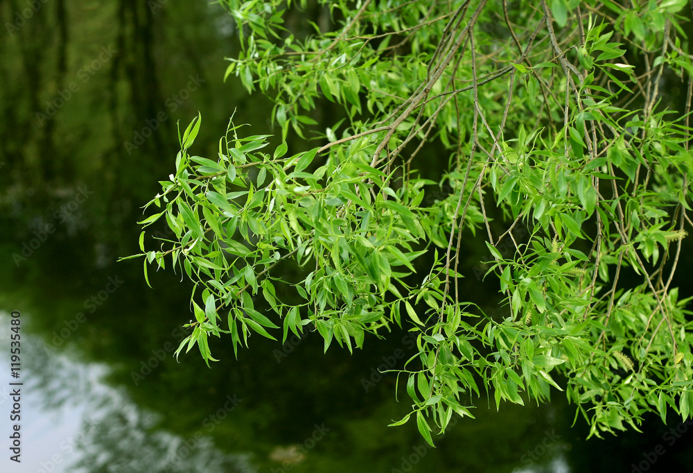 branch of willow tree