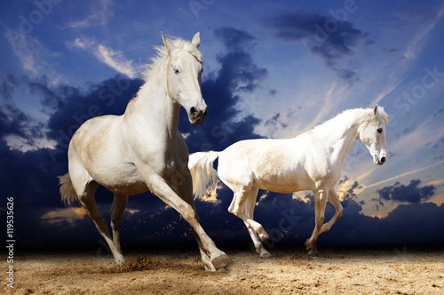 running white horses © ortlemma