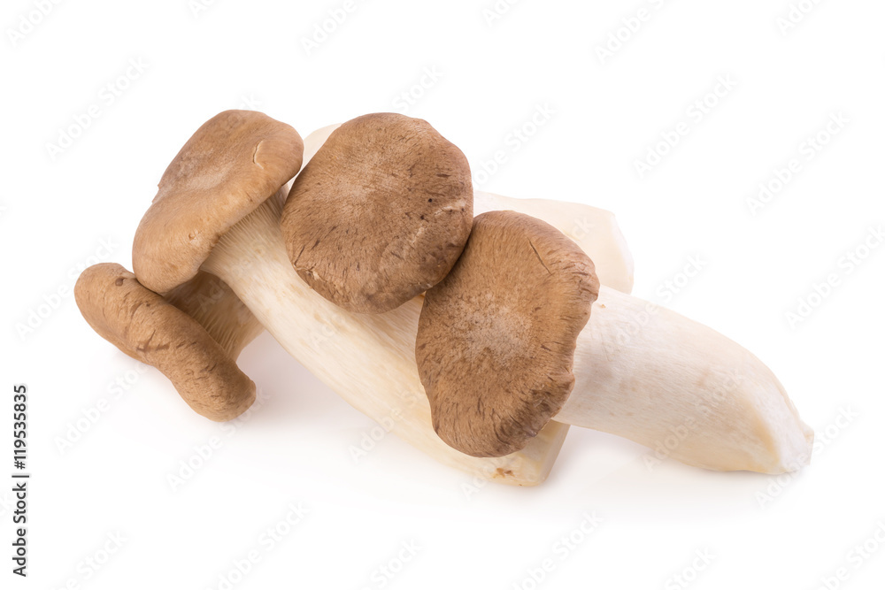 King Oyster mushroom (Eringi) on white backgroud King Oyster mushroom (Eringi) on white backgroud