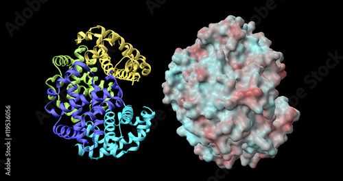 Hemoglobin molecule ribbon and solid surface
representations. 3d render.