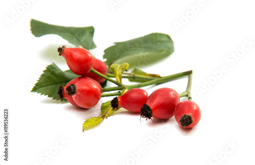 rosehip berries photo