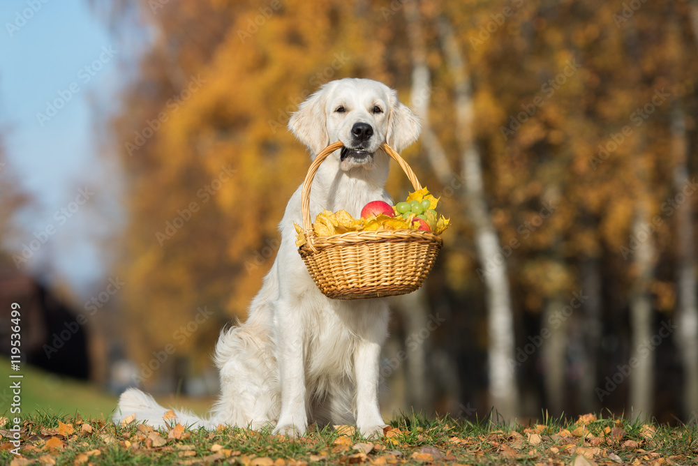 Golden retriever carrying puppy online in basket
