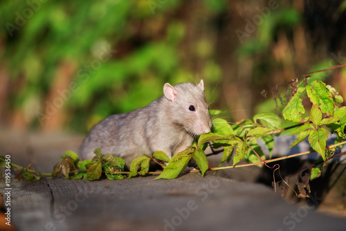 grey pet rat posing outdoors