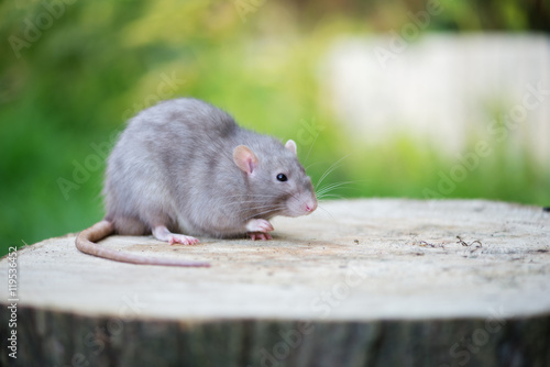 grey pet rat posing outdoors