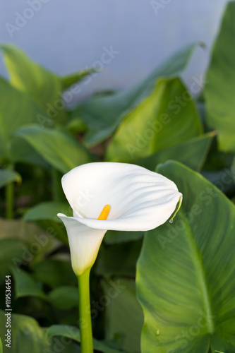 White calla flower in the greenhouse