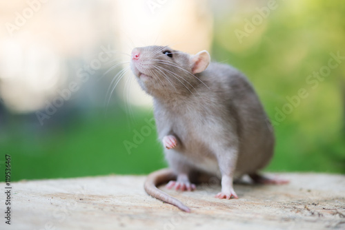 adorable grey pet rat posing outdoors