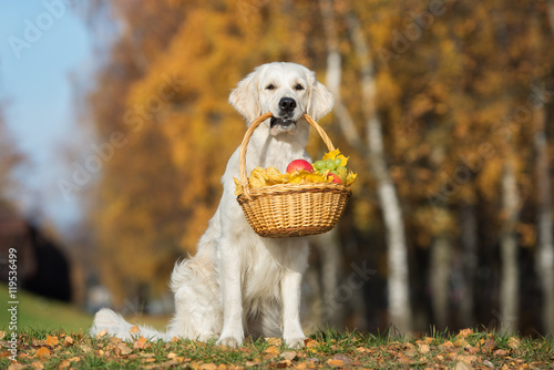 Fototapeta Naklejka Na Ścianę i Meble -  adorable golden retriever dog sitting outdoors in autumn holding a basket with fruits