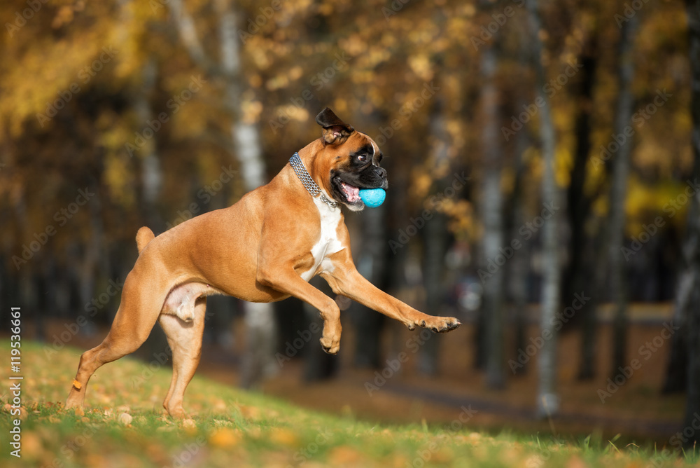 happy boxer dog playing outdoors in autumn