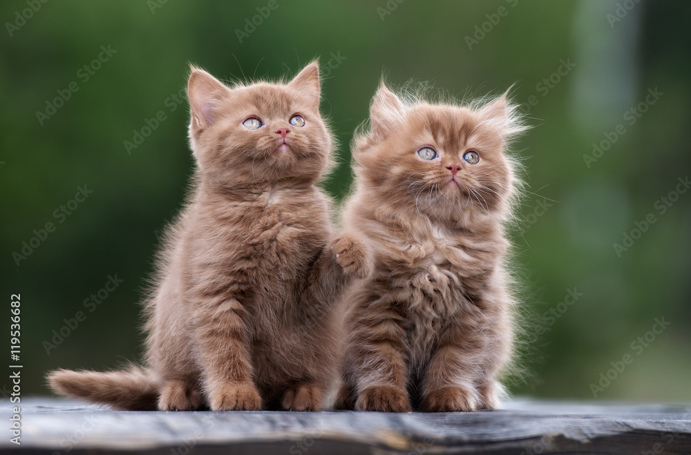 Naklejka premium two brown kittens posing outdoors together