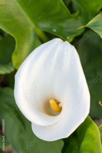 White calla flowers in the greenhouse