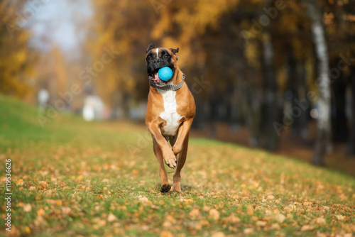 Fototapeta Naklejka Na Ścianę i Meble -  happy boxer dog running outdoors in autumn