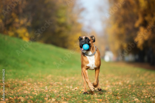 red boxer dog running outdoors with a ball