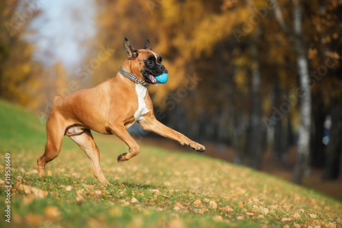 red german boxer dog playing outdoors in autumn