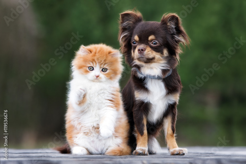 Fototapeta Naklejka Na Ścianę i Meble -  adorable fluffy kitten with a chihuahua dog posing outdoors together