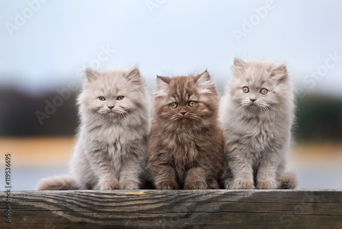 Photo three fluffy kittens sitting together outdoors