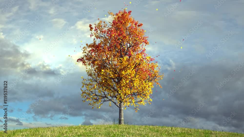 Autumn maple tree on cloudy sky