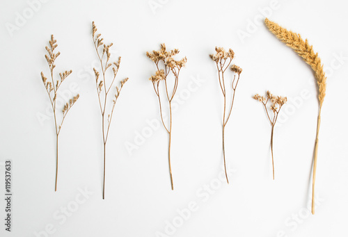 Dry flower collection