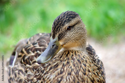 Closeup duck portrait