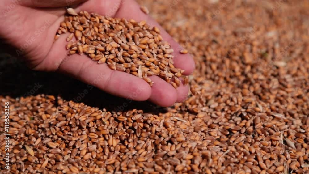 Close up shot of man hands holding wheat grain Close up shot of man hands holding wheat grain